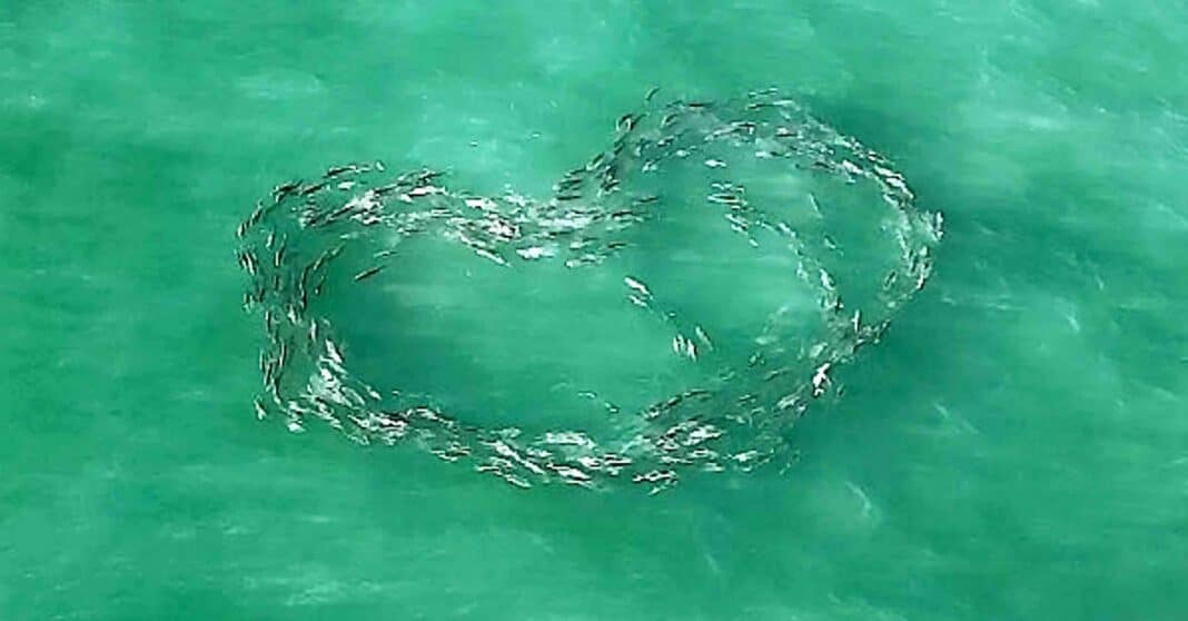 Des images aériennes étonnantes montrent un banc de poissons nageant en forme de cœur parfait.