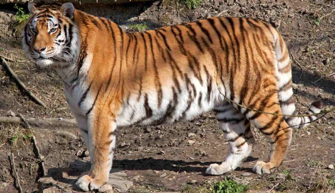 Les tigres de l'Amour sont de retour en Chine - grâce aux politiques gouvernementales