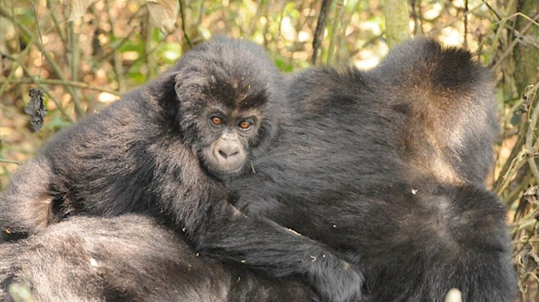 Une étude fait état de nouveaux chiffres incroyables pour l'espèce de gorille de Grauer, gravement menacée d'extinction.