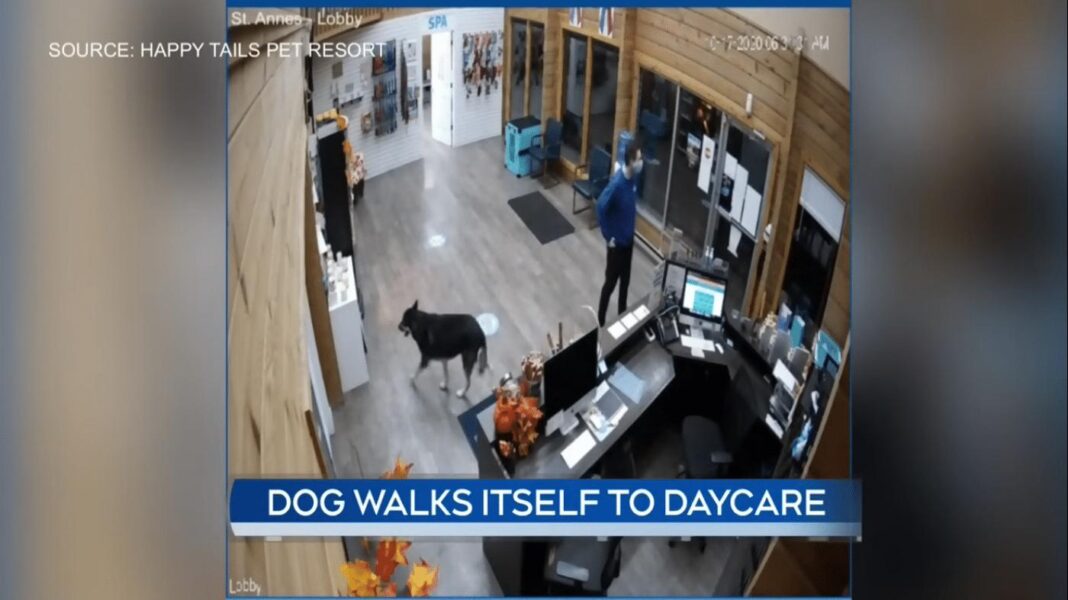 Un chien s'échappe de la cour et se dirige vers le spa pour animaux de compagnie local - où aucune queue n'a jamais été aussi heureuse (WATCH)