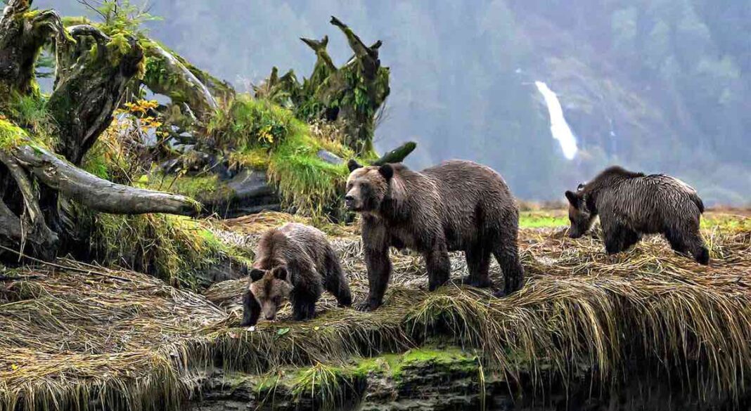 Époustouflant : trois groupes génétiques de grizzlis correspondent à trois tribus de langues indigènes dans les mêmes codes postaux.
