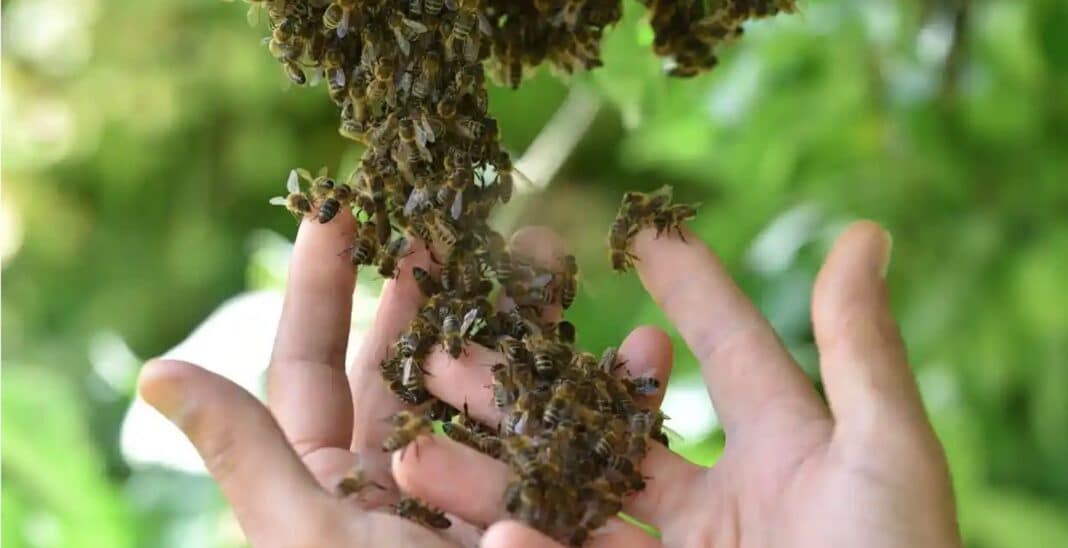 Un apiculteur découvre que 800 000 abeilles sauvages prospèrent dans une ancienne forêt anglaise, ce qui donne de l'espoir aux naturalistes.