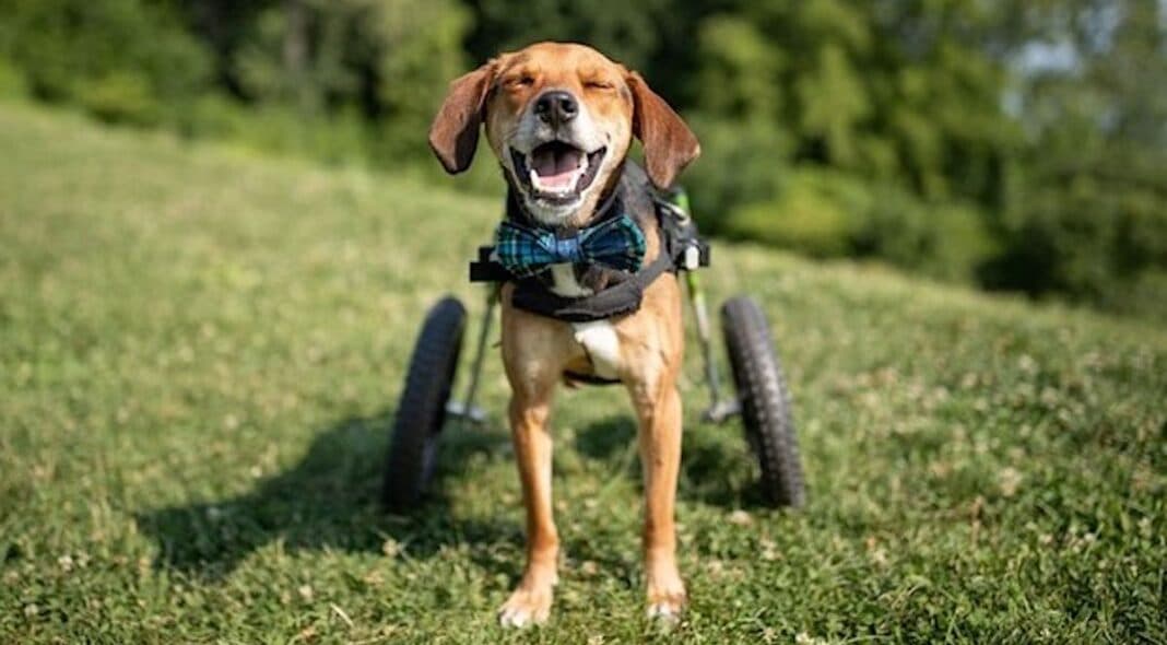Un chien courageux qui a perdu ses jambes - mais pas son espoir - est nommé chien héroïque de l'année 2021