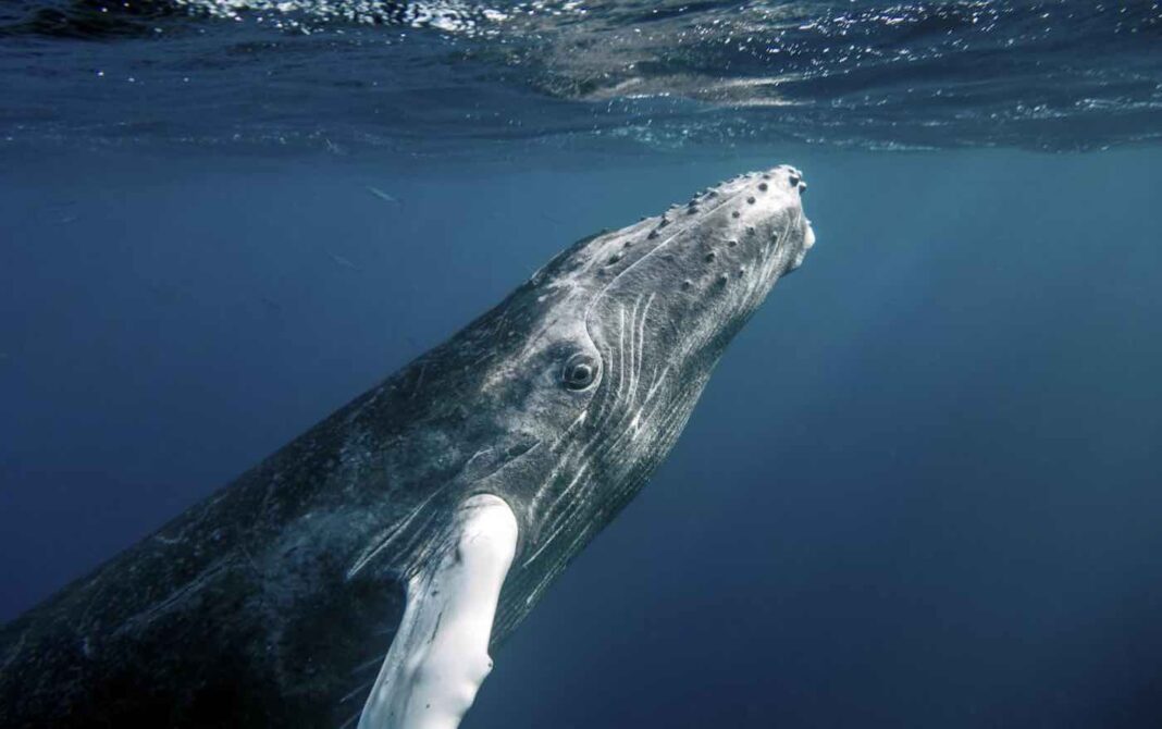 Il y a 25 ans, il n'y avait pas de baleines à bosse au large de Seattle, mais aujourd'hui, 500 d'entre elles reviennent avec un nombre record de baleineaux.
