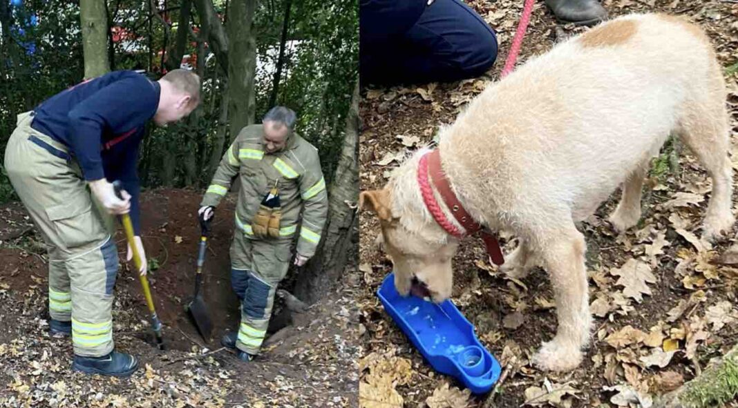 Les pompiers sauvent un chien piégé dans un terrier souterrain de 15 pieds pendant la nuit.