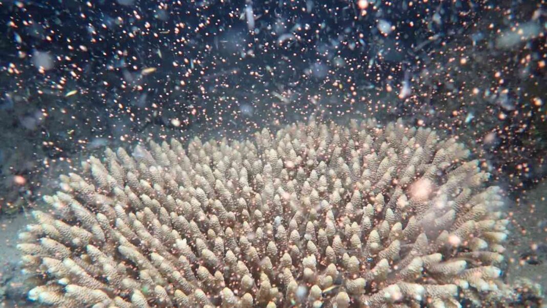 L'événement corallien spectaculaire de cette année fait naître l'espoir - et des milliards de bébés - pour la Grande Barrière de Corail (LOOK)