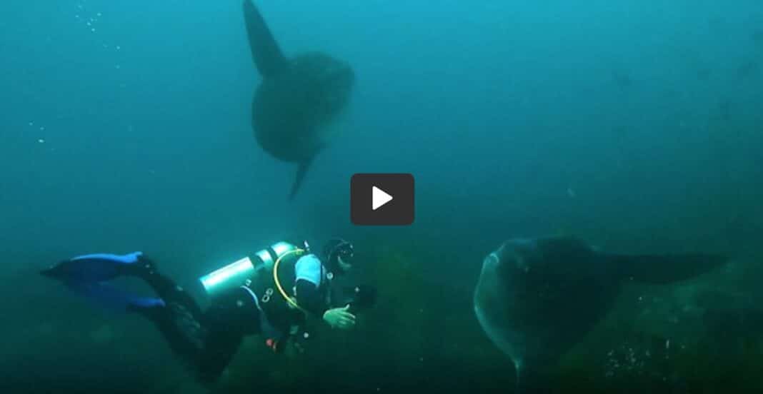 Regardez un plongeur en apnée rencontrer l'un des poissons les plus bizarres du monde, sans queue.