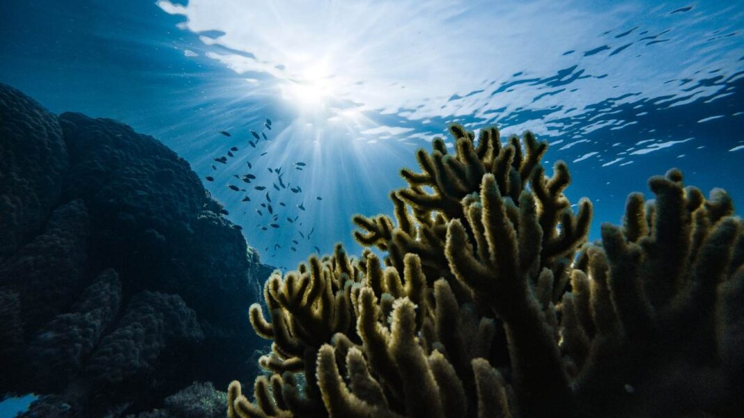Les scientifiques sont mystifiés par les sons bavards enregistrés dans un récif corallien restauré - la chose la plus cool que vous entendrez de la semaine