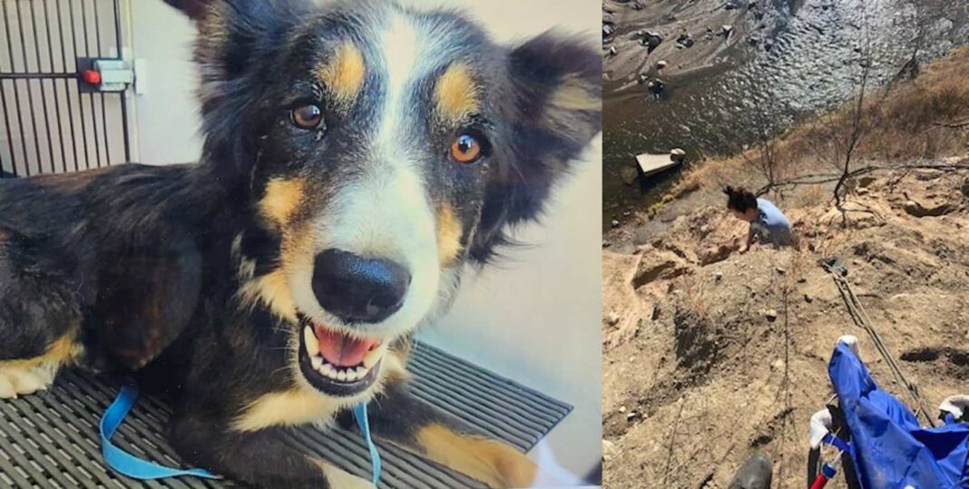 Un chien sauvé d'une corniche à 50 pieds au-dessus d'un ruisseau du Colorado avait disparu depuis des semaines