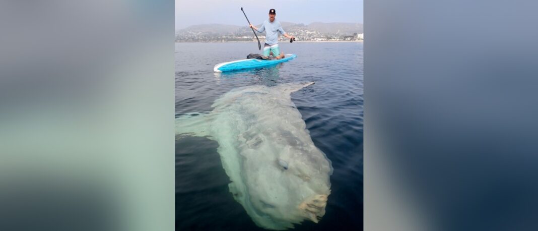 Regardez cet énorme poisson lune nager avec des paddle boarders au large de la côte californienne.