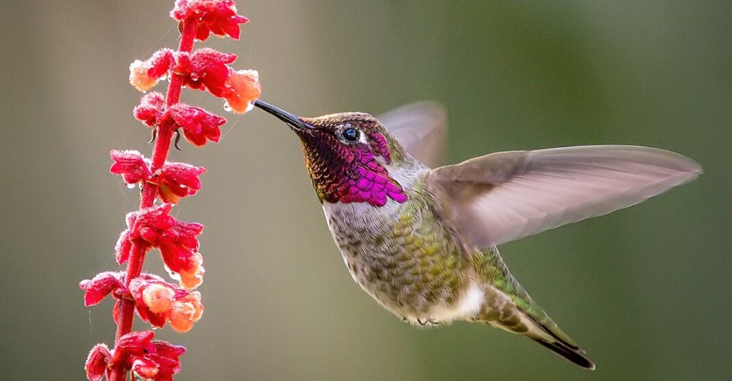 Comment aider les colibris pendant les mois d'hiver - Mythes et astuces