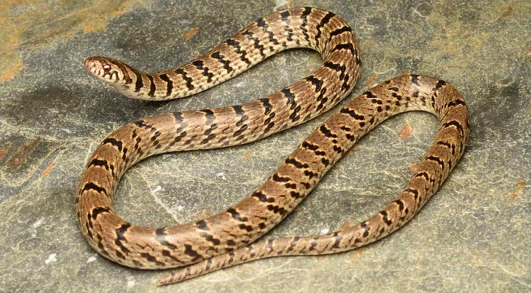 Une photo de serpent postée sur Instagram conduit à la découverte d'une nouvelle espèce de l'Himalaya.