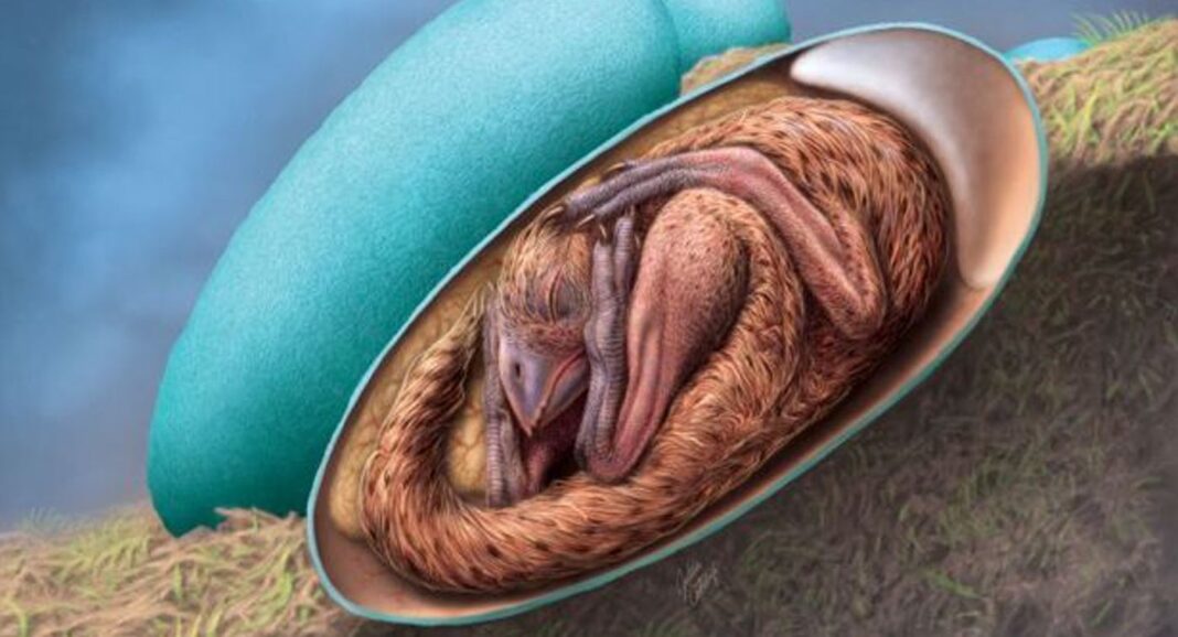 Un embryon délicieusement préservé trouvé dans un œuf de dinosaure fossilisé 