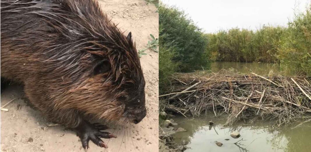 Des castors sauvés de l'euthanasie transforment et réalimentent des rivières dans le désert de l'Utah