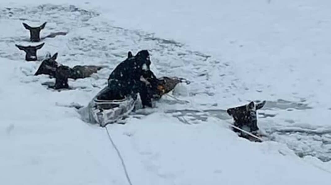 Des familles passent le réveillon de Noël à secourir 6 wapitis piégés dans une rivière gelée après être tombés à travers la glace (LOOK)