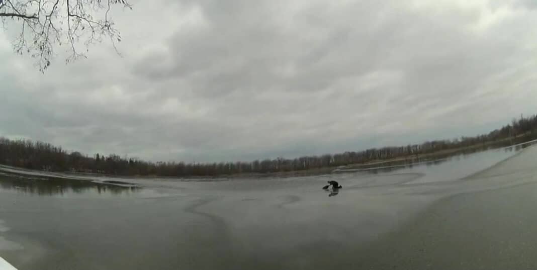 Un policier new-yorkais héroïque court sur une glace mince pour sauver un chien qui patauge dans un lac gelé - WATCH