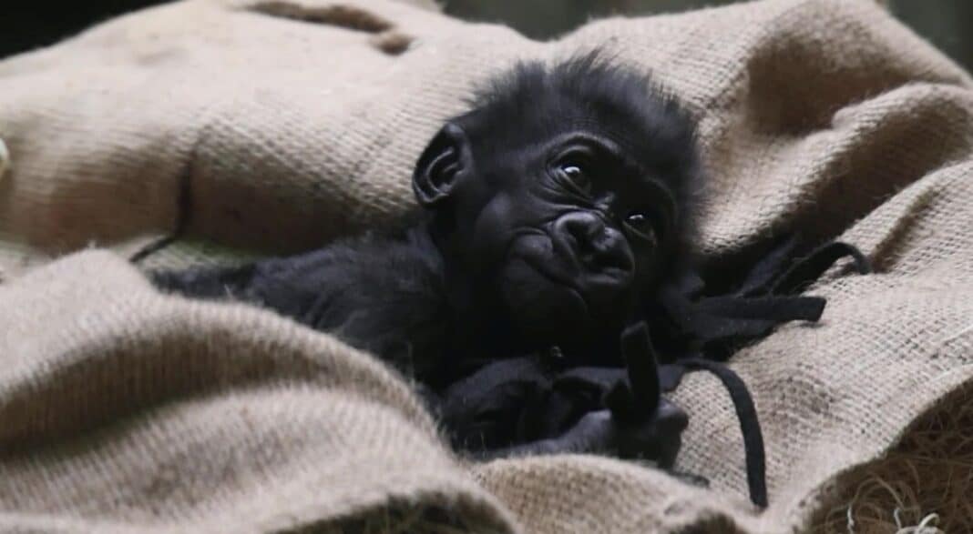 Regardez l'adorable moment où un bébé gorille né prématurément est réuni avec sa famille