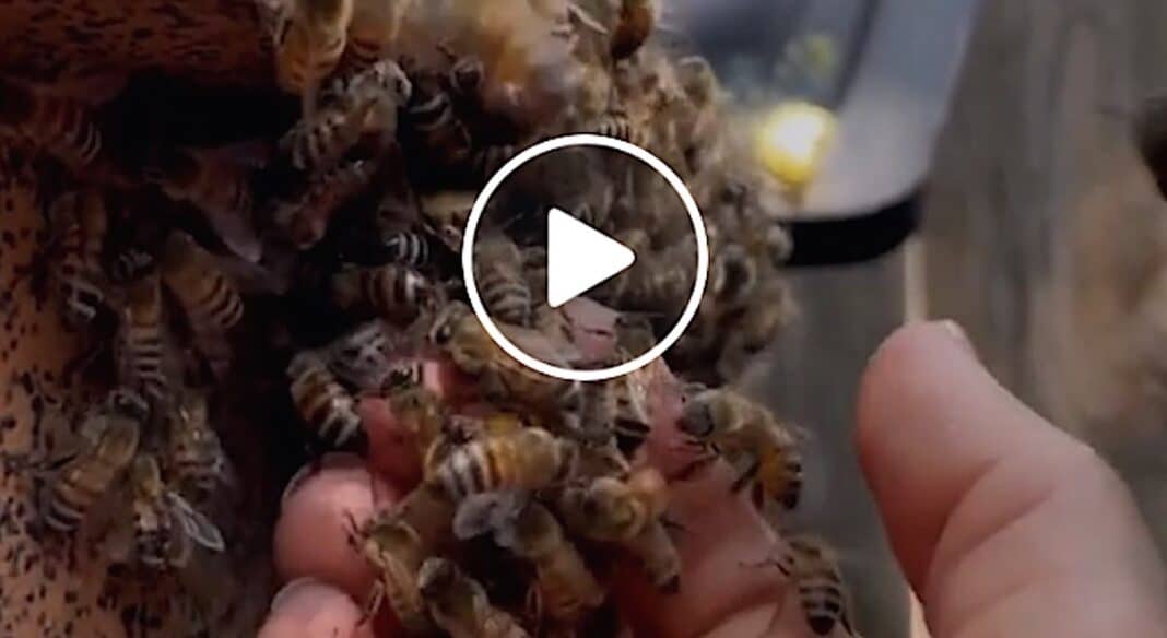 Une femme sauve des abeilles en sauvant des ruches de vieux bâtiments à mains nues