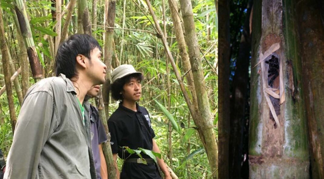 La première tarentule vivant dans un bambou découverte par un YouTuber spécialisé dans la faune sauvage