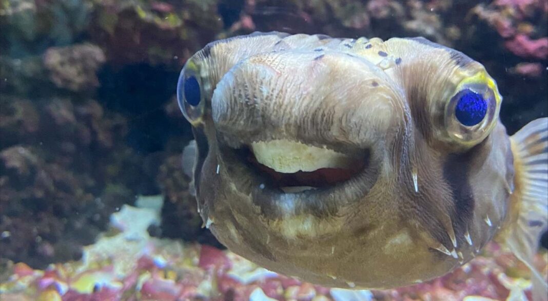 Goldie le poisson-poisson est allé chez le dentiste pour le travail - regardez maintenant son sourire.