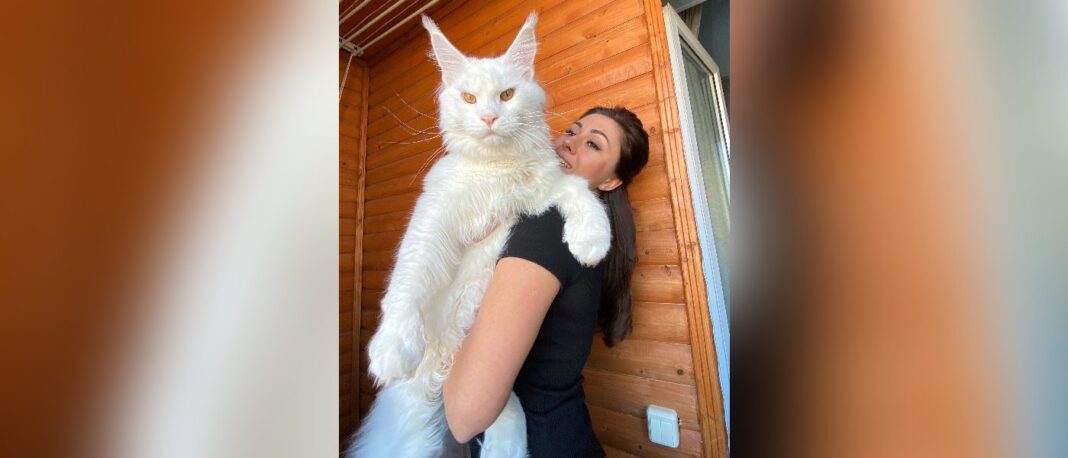 Kefir, le chat Maine Coon, est si grand que les gens le prennent pour un chien.