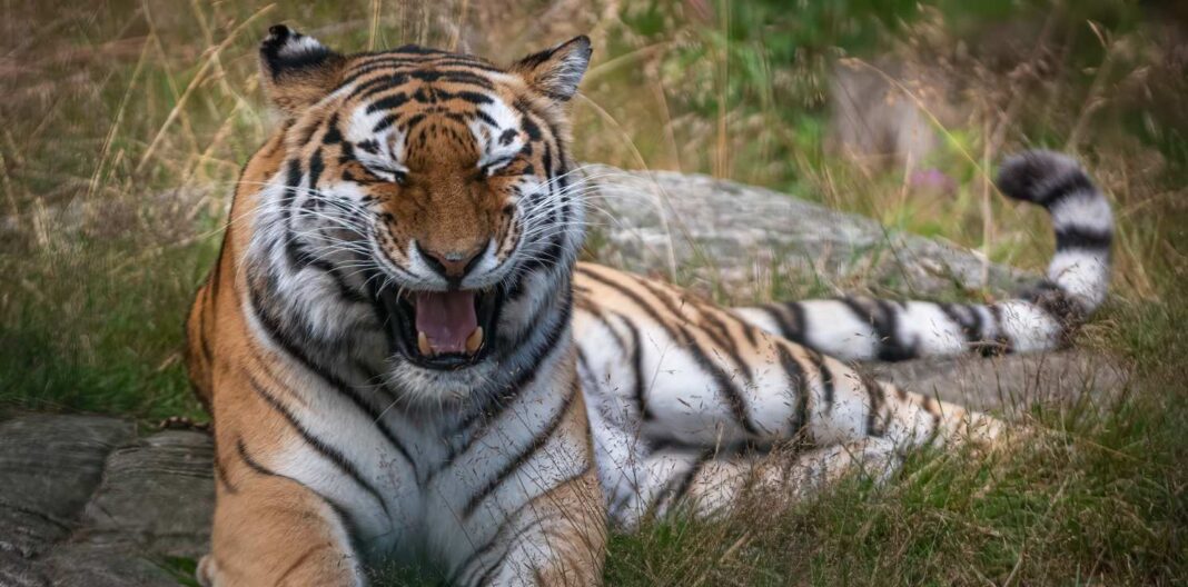 65 espèces différentes d'animaux rient, selon une nouvelle étude
