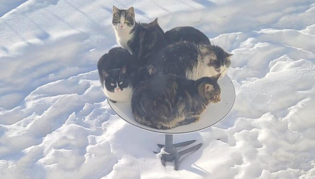 Les chats d'extérieur utilisent les antennes satellites Starlink à 500 dollars comme lits auto-chauffants.