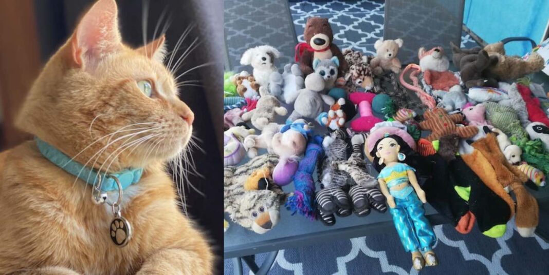 Le chat roux est une star locale pour avoir volé des centaines de jouets et les avoir gentiment présentés aux voisins