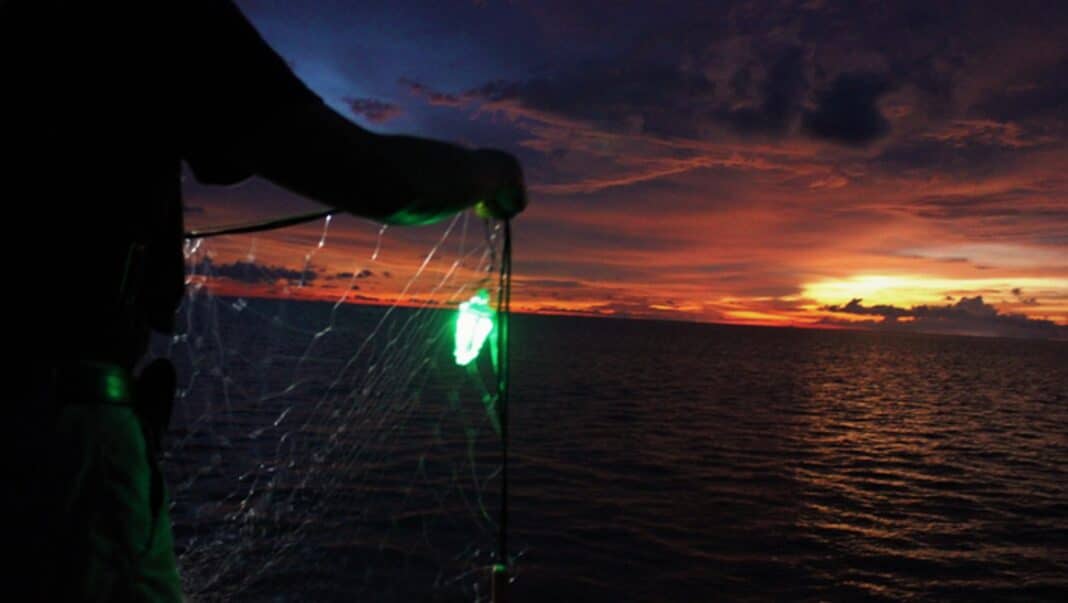 De simples lampes à DEL vertes sauvent les requins et les tortues des prises accidentelles dans les filets de pêche