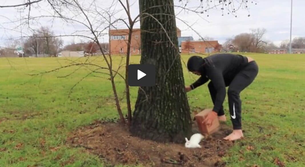 Un homme fait de son mieux pour attraper un lapin, et capture l'échec hilarant en vidéo.