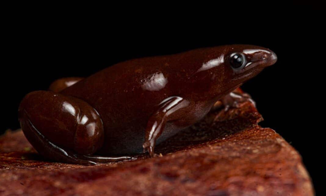 Une nouvelle espèce minuscule de grenouille chocolatée est découverte après que des scientifiques aient suivi son 