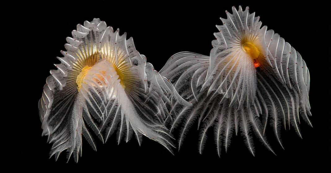Des créatures marines à touffes blanches figurent parmi les gagnants de ce concours de photographie sous-marine