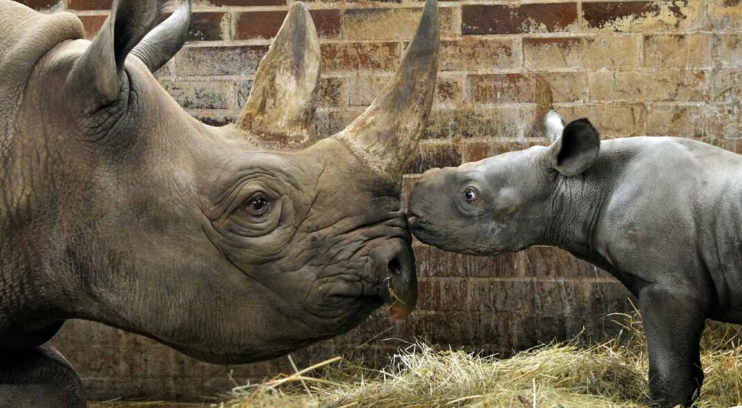 Un bébé rhinocéros en voie de disparition né dans un zoo tchèque porte le nom de Kiev (PHOTOS)