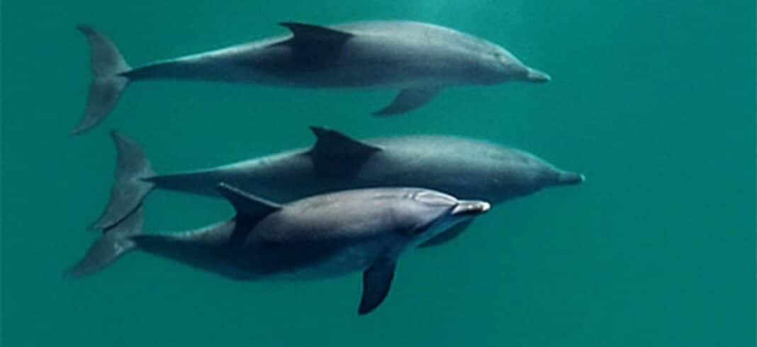 Les dauphins ont une sorte de média social : Le sifflement les aide à se lier avec leurs amis à distance - et augmente la descendance.