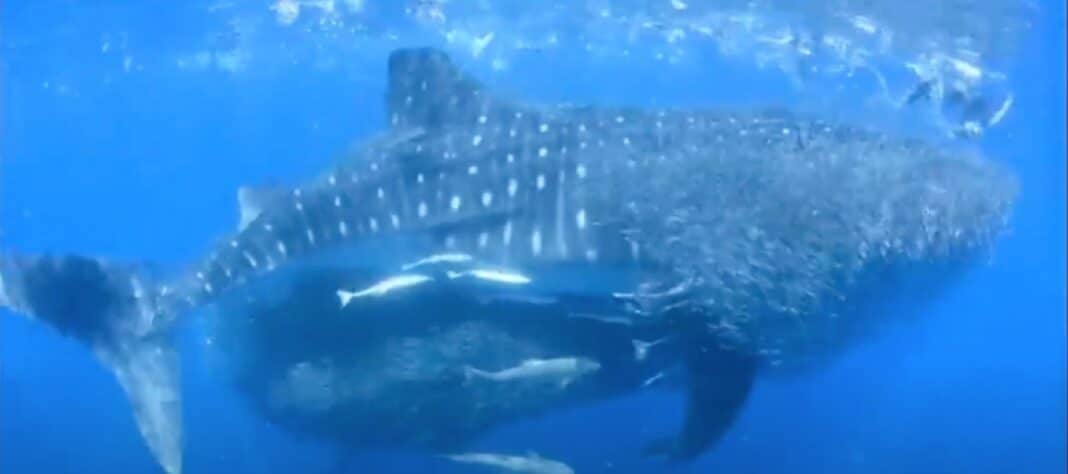 Regardez la vidéo étonnante d'un requin-baleine faisant équipe avec d'autres prédateurs pour manger, une vue rare.