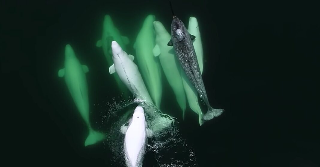 Un groupe de baleines a adopté un jeune narval égaré - et il se peut qu'ils aient des petits 