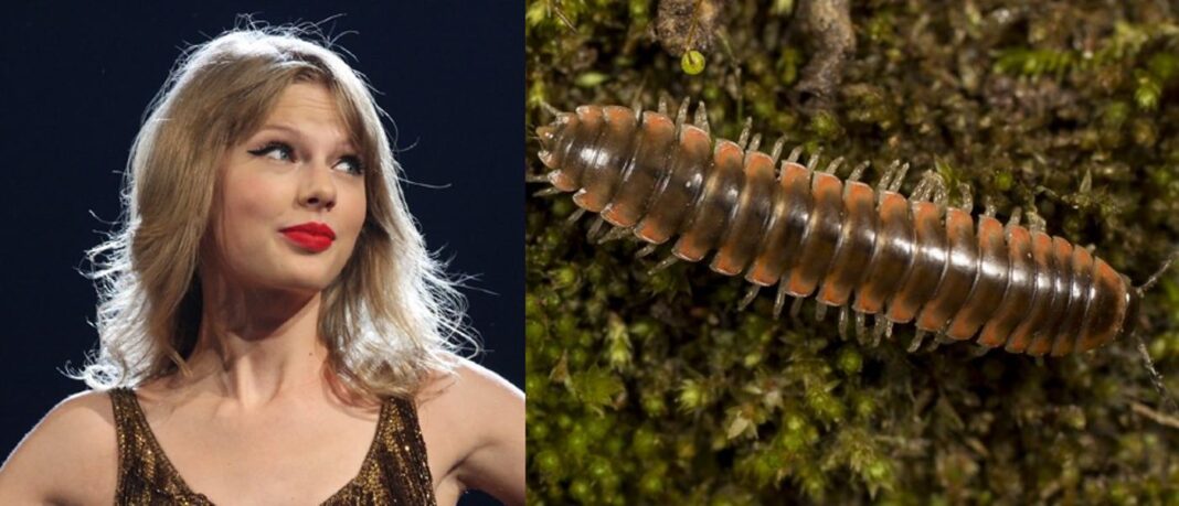 Un super fan de sciences donne le nom de Taylor Swift à une espèce de mille-pattes : 