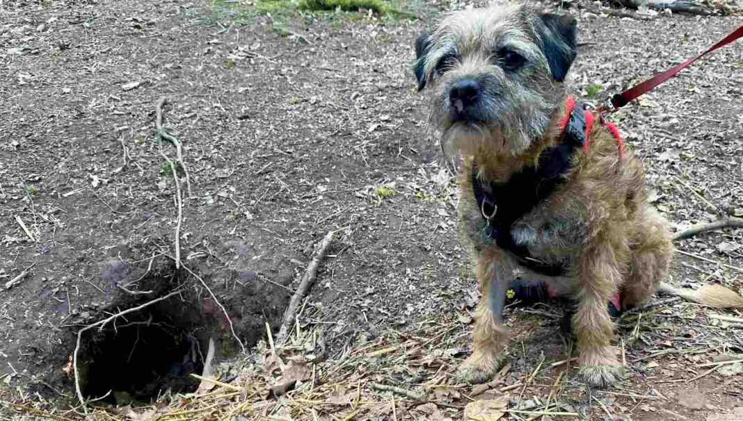 Un chien miraculeux survit 12 jours piégé dans des trous de blaireaux après que son maître a refusé d'abandonner, en faisant du camping dans les bois.