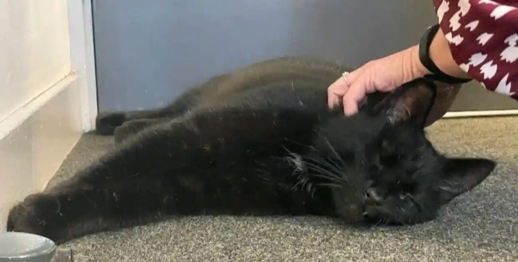Un chat borgne disparu depuis 5 ans apparaît sur une plate-forme pétrolière offshore, déconcertant les propriétaires.