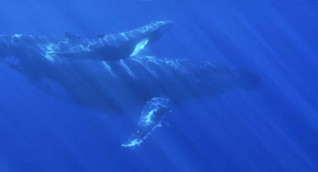 Les secrets des baleines à bosse : Des scientifiques enregistrent 600 cris différents en mer, dont certains jamais entendus auparavant.
