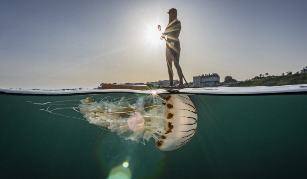 Un photographe enregistre le moment où une méduse géante flotte sous un pagayeur.