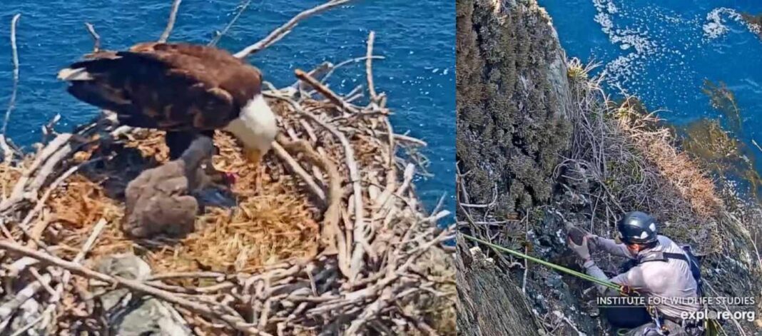 Des biologistes sauvent un bébé aigle tombé du nid et du haut d'une falaise
