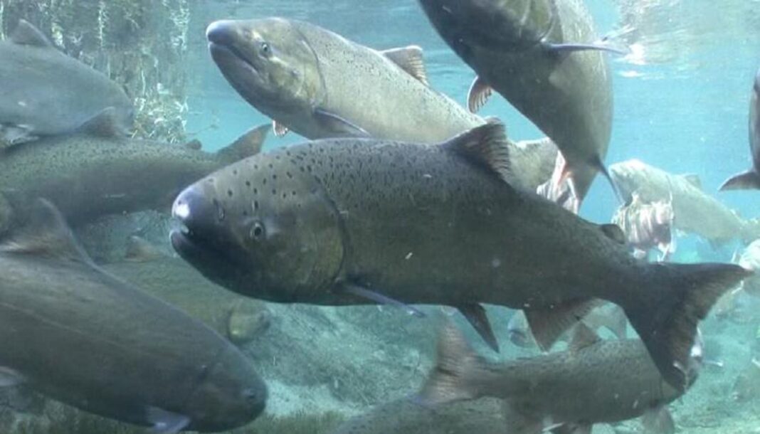 Le saumon chinook introduit dans des cours d'eau de montagne inhabités depuis 100 ans