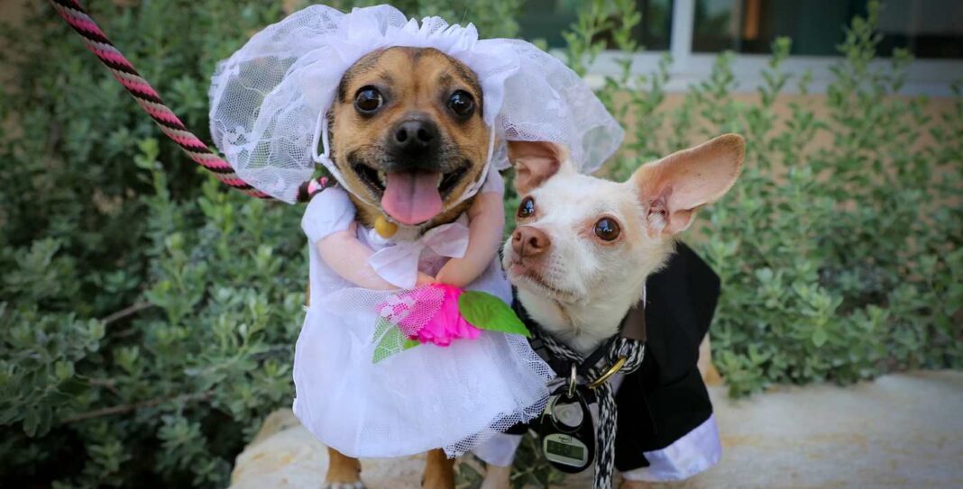 Jusqu'à ce que la mort nous fasse aboyer : Des chiens de refuge inséparables se marient lors d'une adorable cérémonie
