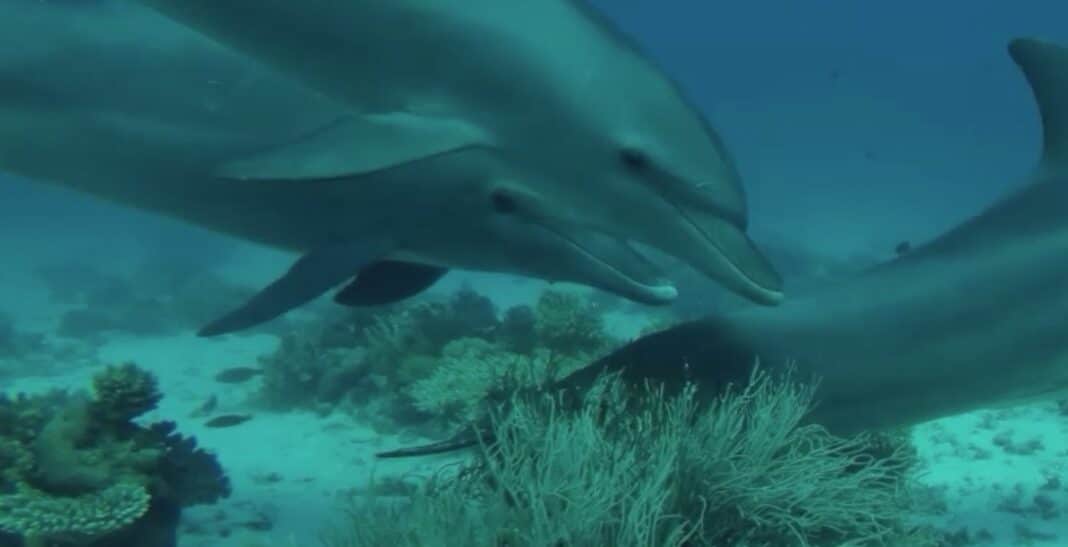 Les dauphins soignent eux-mêmes leur peau en s'alignant pour se frotter sur un corail spécifique
