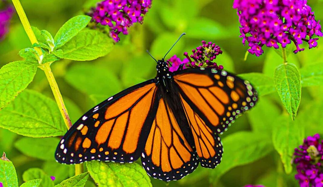 Les papillons monarques hivernants rebondissent au Mexique - les chiffres augmentent de 35 %.