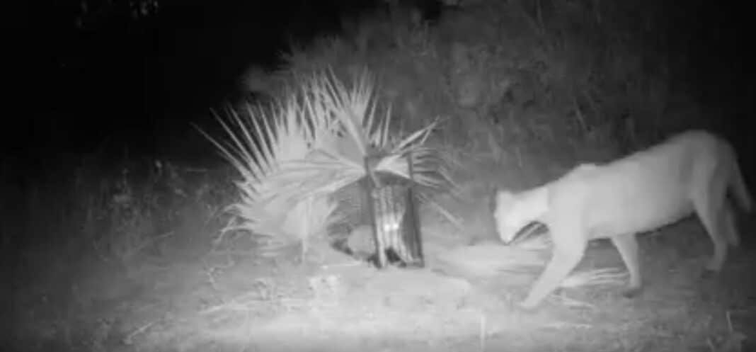 Regardez comment des agents de la faune ont réuni un chaton panthère perdu avec sa mère en Floride
