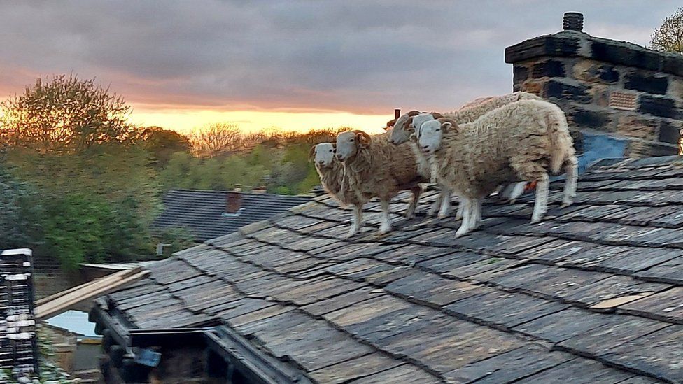 Sauvetage chanceux de 5 moutons coincés sur un toit anglais