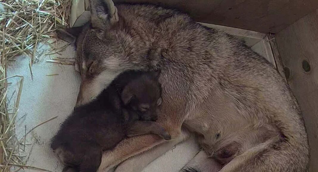 La naissance d'un loup rouge, une espèce en danger critique d'extinction, porte la population à près de 250 individus.