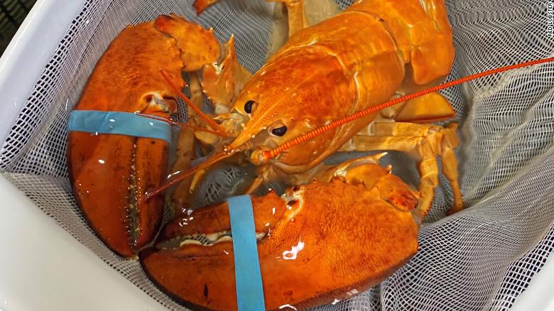 Un homard orange sur 30 millions est remarqué lors de la livraison et sauvé par les employés du restaurant.